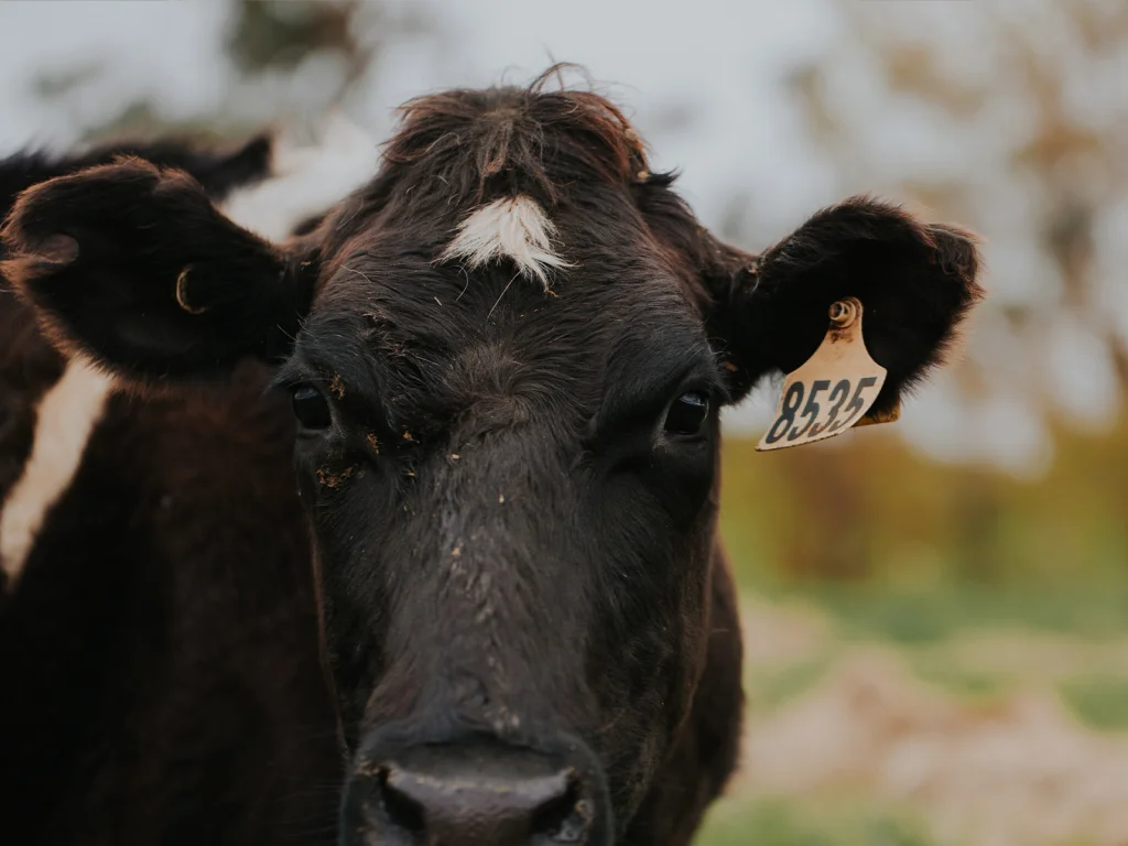 Dairy Farm Manager