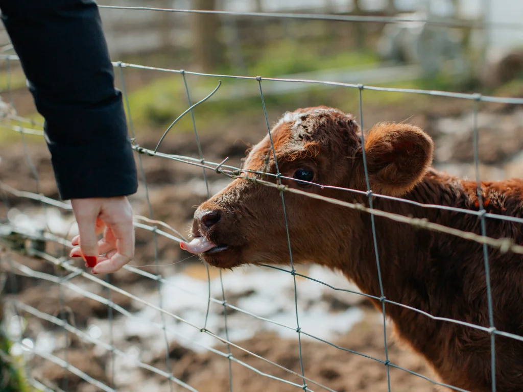 Livestock Manager