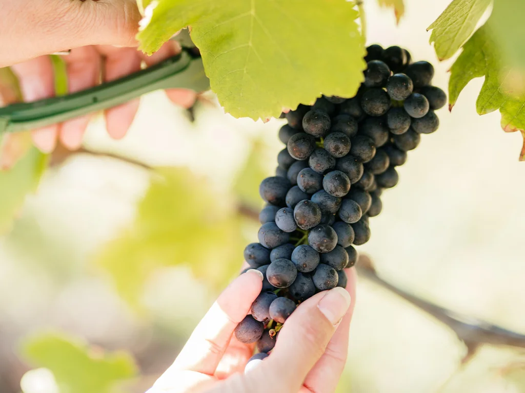 Viticulture Manager