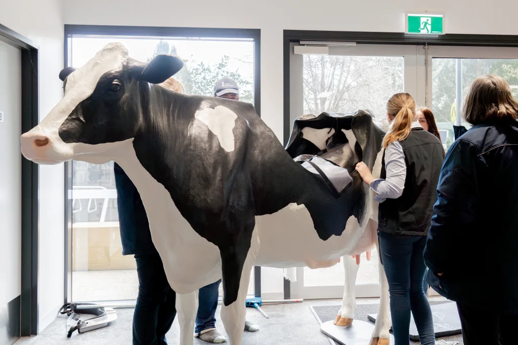 A life-size cow simulator at the Centre of Excellence offers learners the opportunity to safely practice skills like calf delivery, artificial insemination, and mastitis detection.
